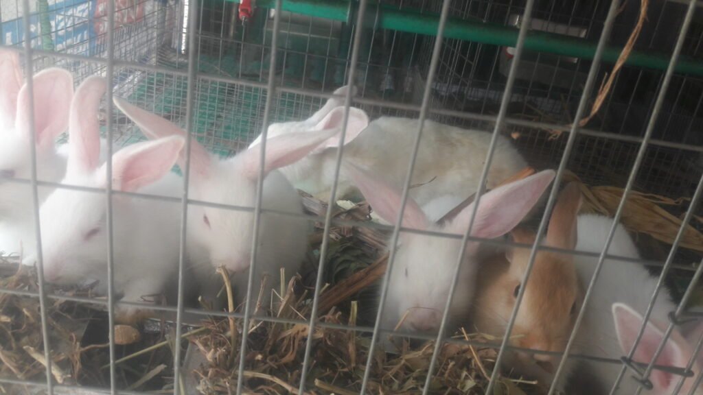 RABBITS, HYLA, HYLAMAX, HYLA NG, SABLE, HALEQUIN, AMERICAN, HAVANNA ...