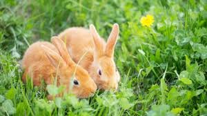 rabbit rabbits eating grass arthritis ginger hyla ng vets4pets advice